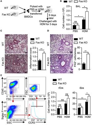 Fas Signaling in Dendritic Cells Mediates Th2 Polarization in HDM-Induced Allergic Pulmonary Inflammation